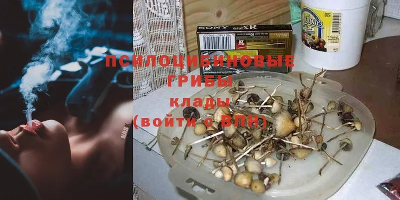 как найти закладки  Ялуторовск  Псилоцибиновые грибы Psilocybine cubensis 